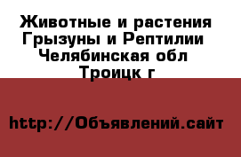 Животные и растения Грызуны и Рептилии. Челябинская обл.,Троицк г.